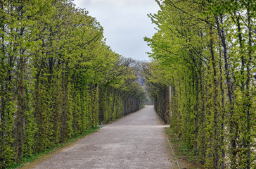 Alley in park, Bayreuth, Germany