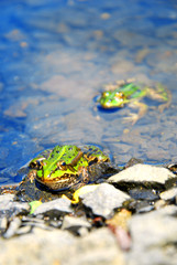 Frogs