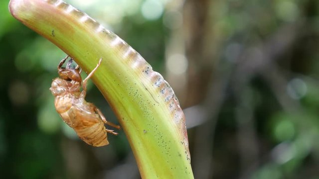 panning of a cicada left case under the tree leaf