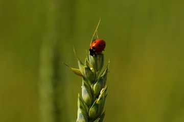 biedronka  © karolina