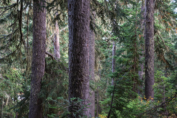 Close Up Pine Trees and Mossy Lichen in a Mountain Forest along Rainy Lake Hiking Trail in Washington State