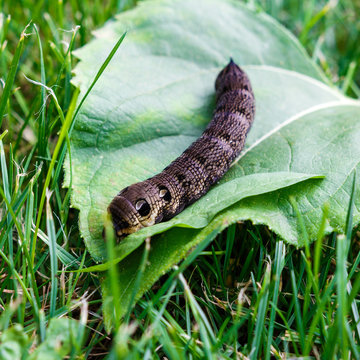 Caterpillar butterfly wine bugger Deilephila elpenor on green grass