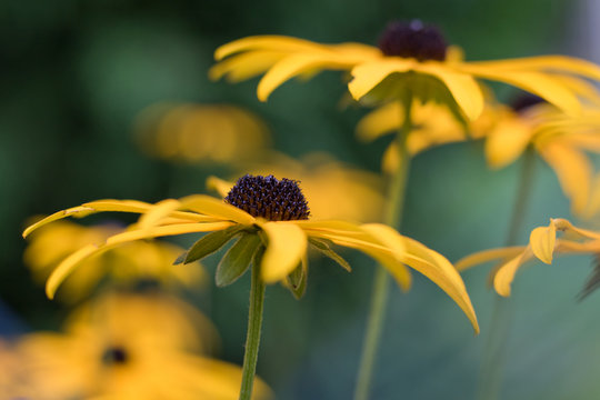 Blume - Schwarz&auml;ugige Rudbeckia