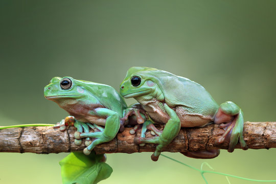 Tree frog, dumpy frog on branch