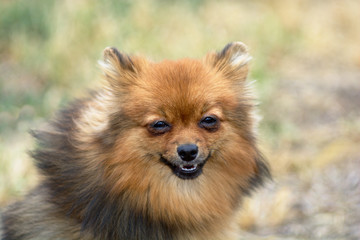 cute spitz portrait