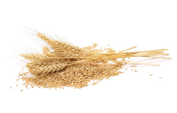 Oat grains and ears of wheat isolated on white background