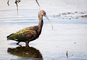 White Faced Ibis