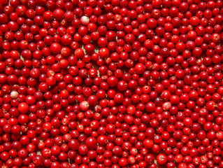 Ripe cranberries for background