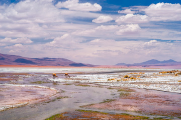 Salar de Uyuni in Bolivia