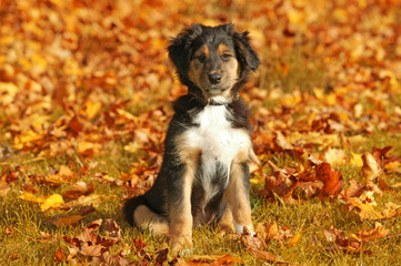Small mixed breed puppy in autumn leaves