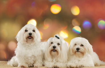 Three cute maltese dogs in front of colored background