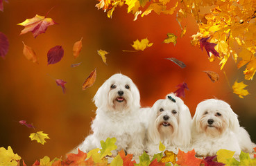 Three maltese dogs in autumn leaves and organge background