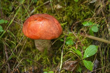 Leccinum insigne