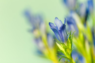 Gentiana pneumontant flower, sea bell background close-up applied filter