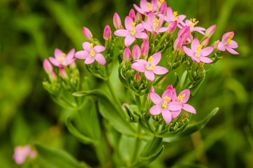 Obraz premium purple flowers 