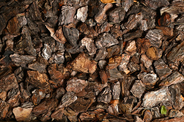 bark texture