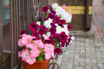 Fototapeta na wymiar Цветы, украшающие фасад дома.