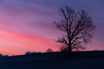 Fototapeta na wymiar Baum im Sonnenaufgang