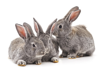 Three rabbits.