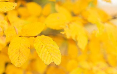 Vibrant yellow уnglish walnut fall tree foliage background
