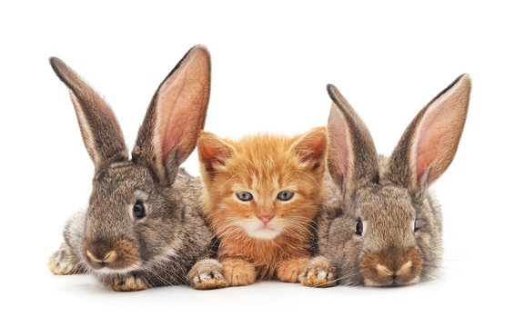 Red kitten and bunnies.