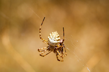 Argiope lobata, eine Radnetzspinne 