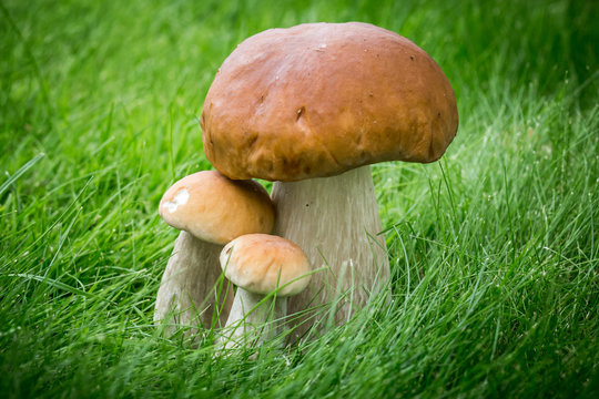 Three Boletus mushrooms