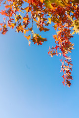 Oak fall tree foliage on blue sky with copy space