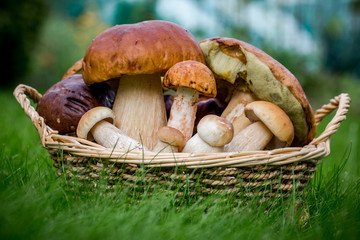 Boletus in wicker basket