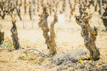 vineyard strains in La Rioja, Spain