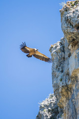 Vulture in Rio Lobos Canyon, Soria, Spain