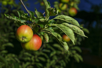 Apple Tree 