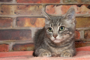 Portrait of one gray and white stripped tabby kitten laying on a tangerine orange blanket looking slightly to viewers left with moderately dilated pupils. Brick wall background