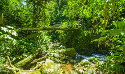 Beautiful wooden bridge in hill rain forest with moisture plant, with a creek flowing, located in Mindo