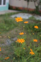 Fototapeta premium orange cosmos flower in the garden.