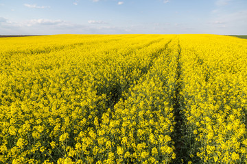 Obraz premium Canola rapeseed field, agricultural landscape