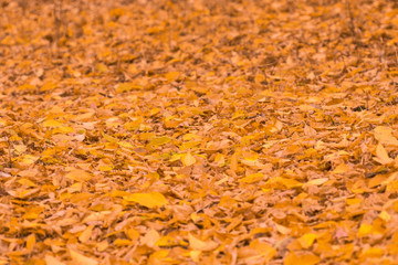 background of orange autumn leaves on the ground
