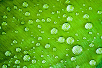 Detail of banana green leaf texture with several water droplets covering the leaf after rain