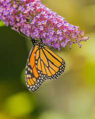 Fototapeta premium Monarch and other butterflies on pink butterfly plant green background
