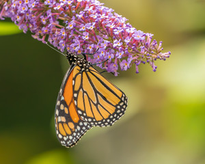 Monarch and other butterflies on pink butterfly plant green background