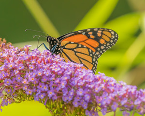 Monarch and other butterflies on pink butterfly plant green background