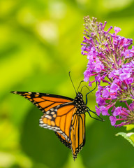 Monarch and other butterflies on pink butterfly plant green background