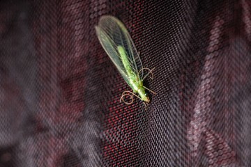 Green insect Lacewing 
