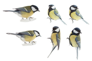set of tits isolated