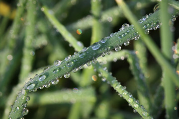 dew on the grass