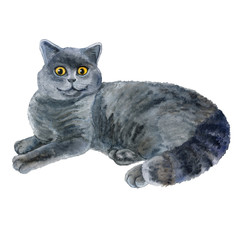 Scottish Fold Gray Cat Portrait. Illustration. Watercolor