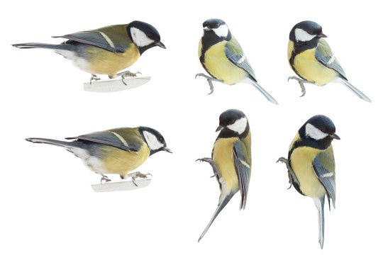 set of tits isolated