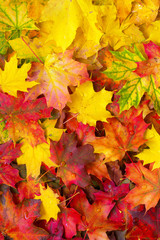 Obraz na płótnie Canvas Colorful autumn leaves background. Bright orange tones colors.