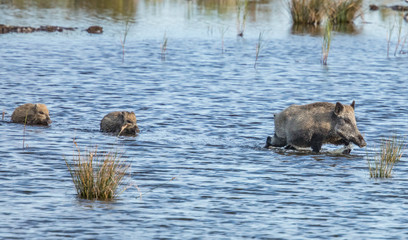 schwarzwild im wasser