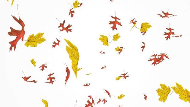 Flying colorful red oak and yellow maple leaves. Autumn, fall concept. Isolated elements on white background. Slow motion, close-up HD realistic 3D animation.